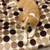 tan and white Beagle mix on polka dot bedding