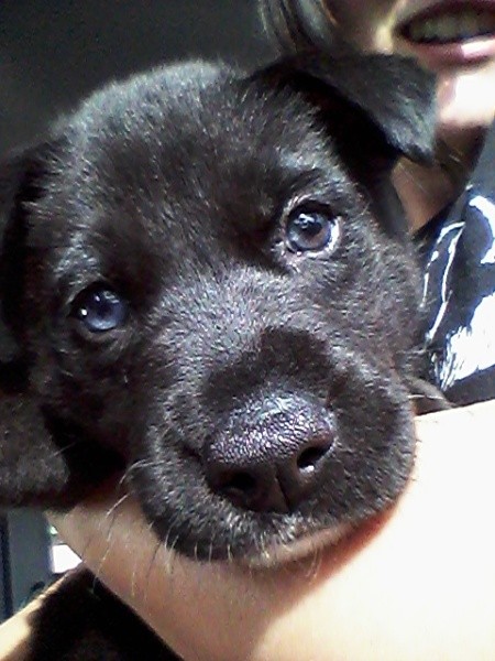 black puppy face