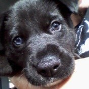 black puppy face