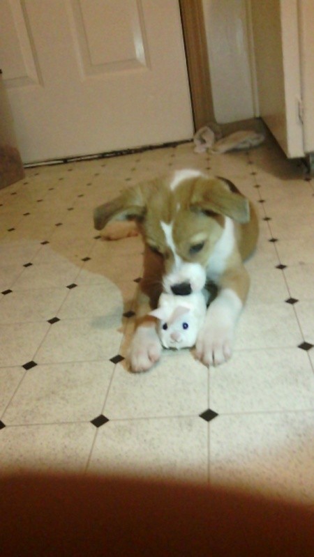 tan and white puppy with toy