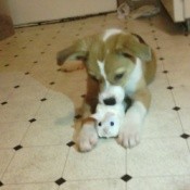 tan and white puppy with toy