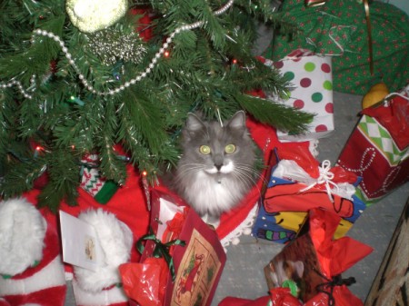 Fuzzy under the tree among the gifts