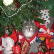 Fuzzy under the tree among the gifts
