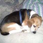 Beagle sleeping