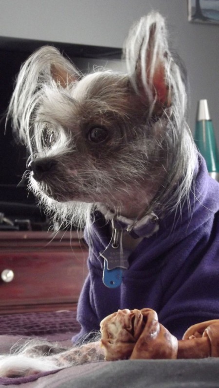 Sasha (Hairless Chinese Crested)