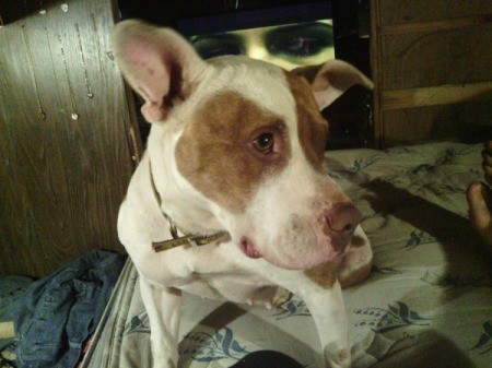 Lola, white and brown Pit Bull