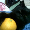 black cat holding an orange