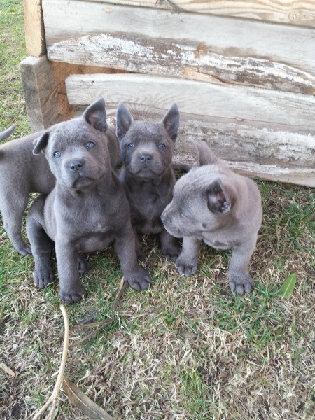 grey puppies
