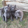 grey puppies