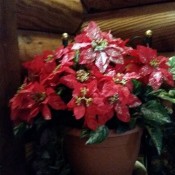 A philodendron with artificial poinsettias