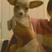 someone holding puppy