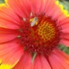 blanket flower with honey bee