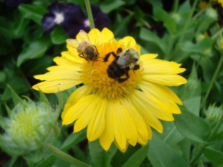 Busyness of Nature (Pollination)