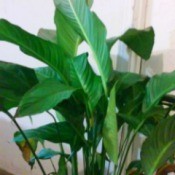peace lily