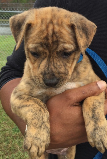 brindle puppy