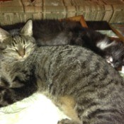 tabby cat lying next to red Christmas tree decoration