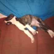 brindle & white puppy