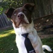 dog wearing a tie