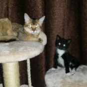 Somali and small black and white cat