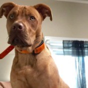 dog sitting with a red leash on