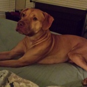 reddish brown dog lying down