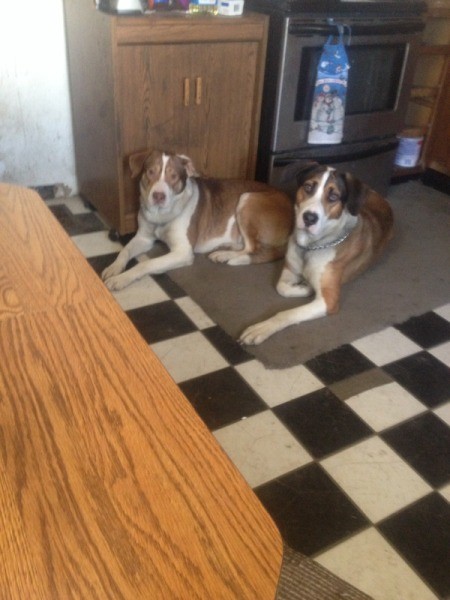 Patch and Rex lying on rug
