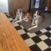 Patch and Rex lying on rug