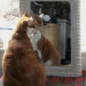 admiring himself in a mirror