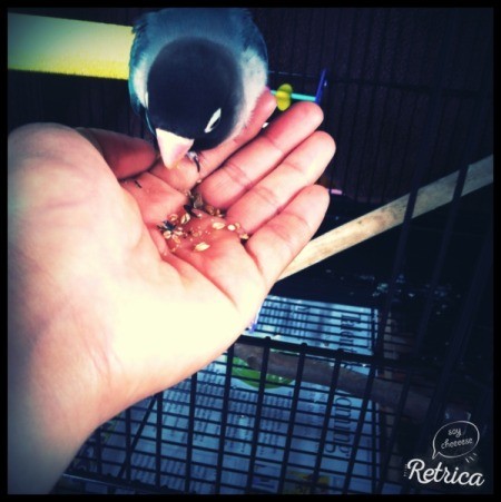 bird eating out of someone's hand