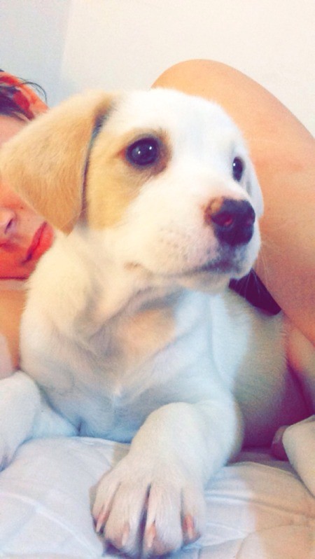 tan and white puppy