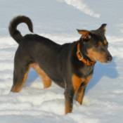 black brown medium dog