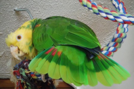 parrot with wings spread