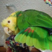 parrot with wings spread