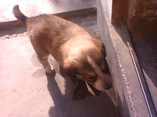 looking down on brown puppy with dark and cream facial markings