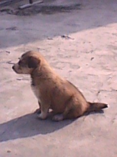 side view of puppy sitting down outside