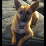 brown dog with dark muzzle and large ears