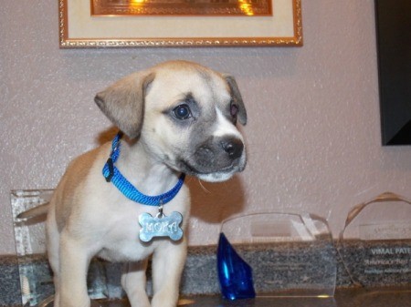 tan puppy with blue collar standing