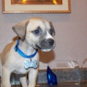 tan puppy with blue collar standing