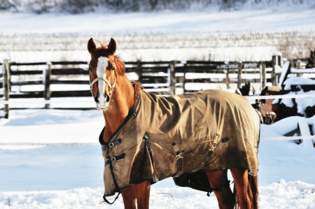 Winter Horse Care Tips  - horse wearing a blanket in corral in winter