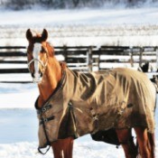 Winter Horse Care Tips  - horse wearing a blanket in corral in winter