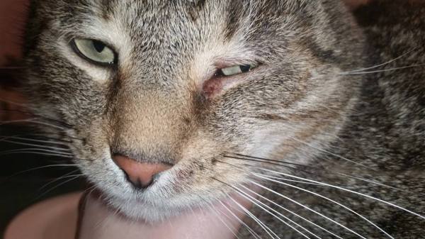 Treating Cat's Crusty Eye and Chin ThriftyFun