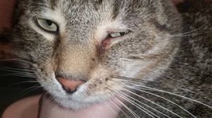 closeup of cat's eye