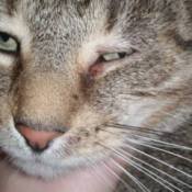 closeup of cat's eye