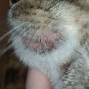 closeup of chin and jaw