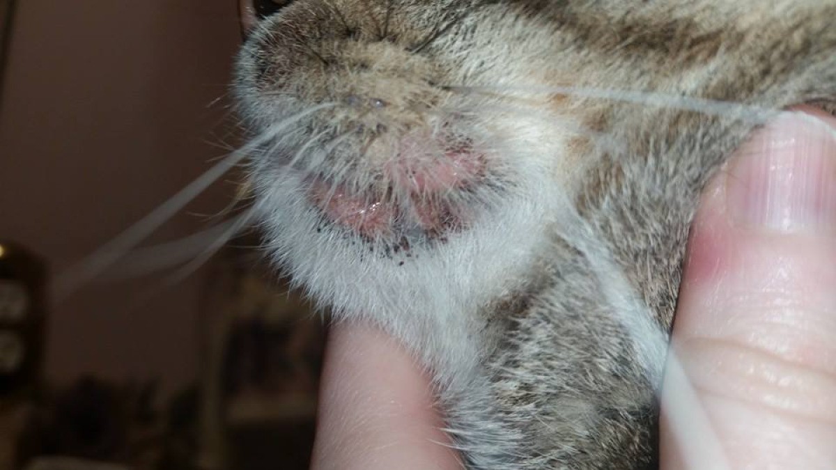 Treating Cat s Crusty Eye And Chin ThriftyFun