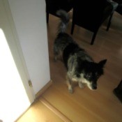 dog standing in the shadows