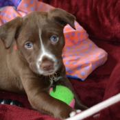 brown puppy with white on muzzle