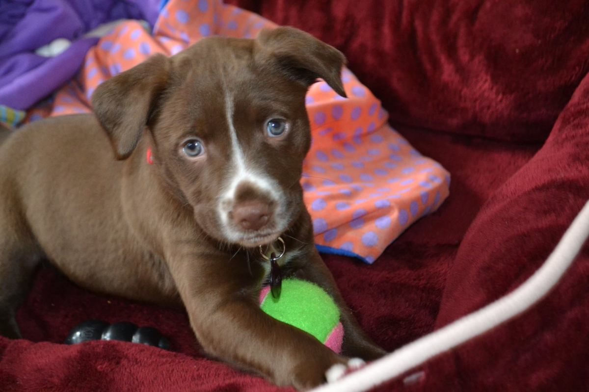 brown puppy starbelly