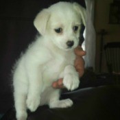 white puppy