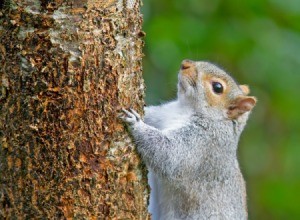 Squirrel on a Tree